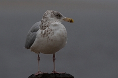 David Plant Photography - Wildlife Photography - American herring gull - O
