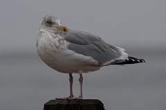 David Plant Photography - Wildlife Photography - American herring gull - P