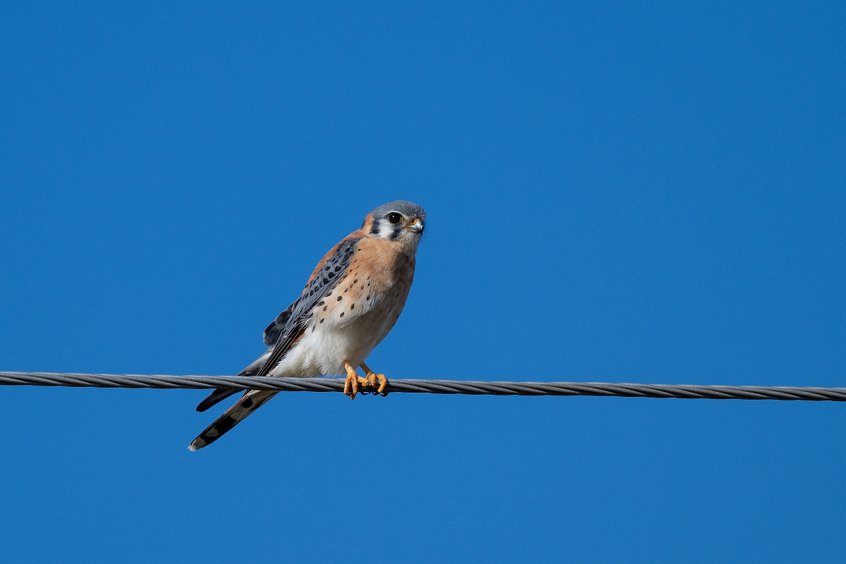 DPPhotography - Texas - American kestrel - B.jpg - American kestrel - Pernitas Point, Texas