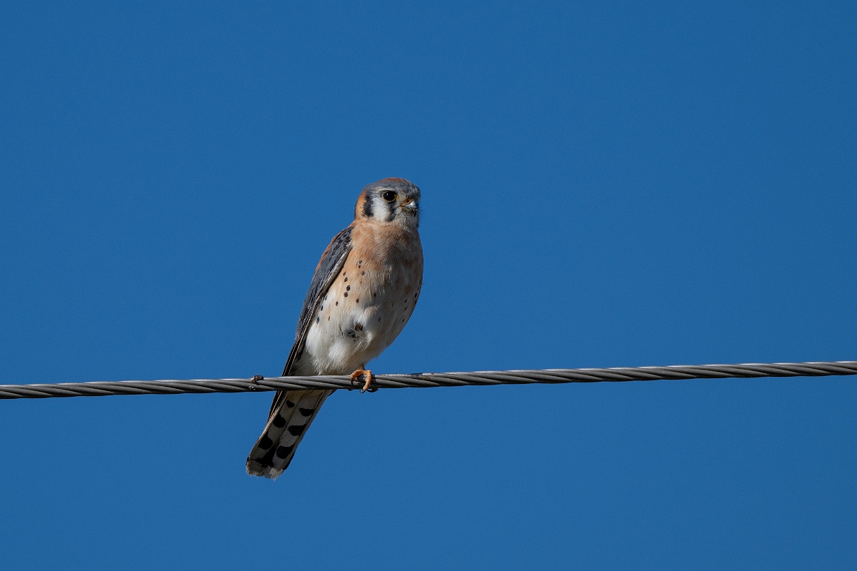 DPPhotography - Texas - American kestrel - C.jpg - American kestrel - Pernitas Point, Texas