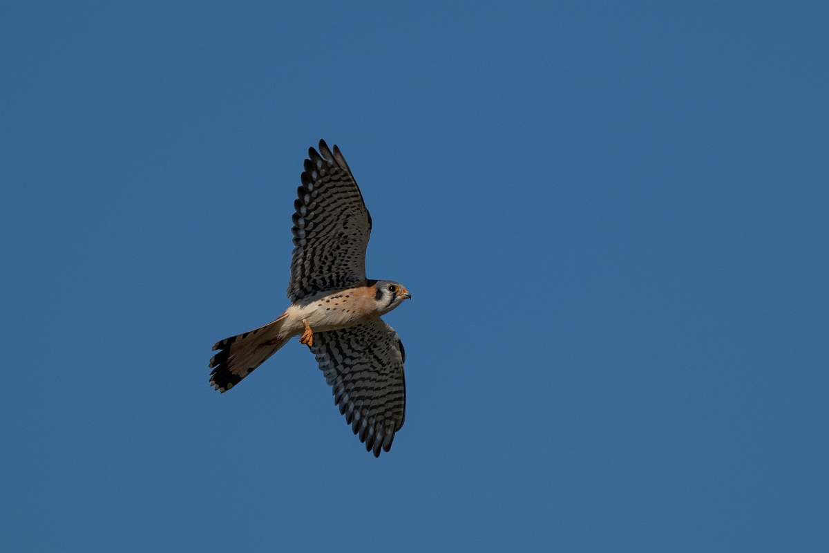 DPPhotography - Texas - American kestrel - F.jpg - American kestrel - Pernitas Point, Texas