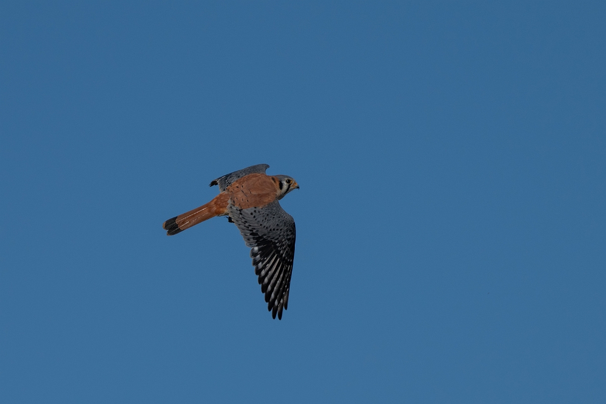 DPPhotography - Texas - American kestrel - G.jpg - American kestrel - Pernitas Point, Texas
