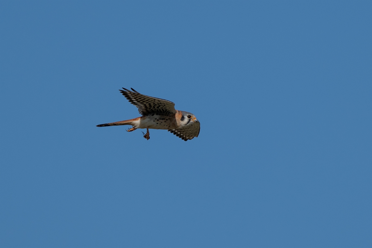 DPPhotography - Texas - American kestrel - I.jpg - American kestrel - Pernitas Point, Texas