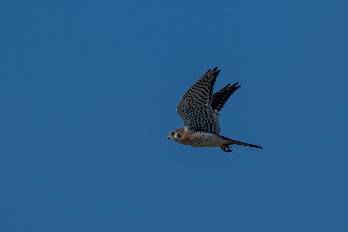 DPPhotography - Texas - American kestrel - K.jpg - American kestrel - Pernitas Point, Texas