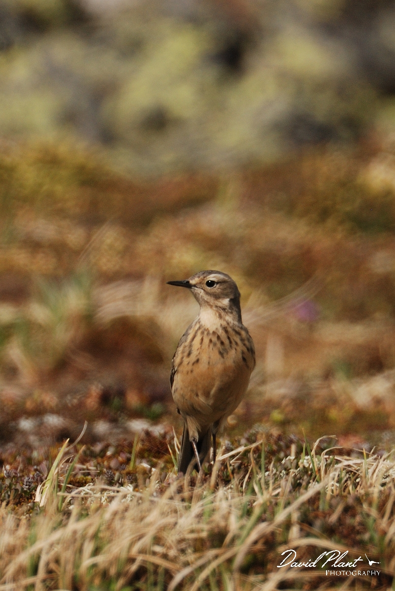 David Plant Photography - Wildlife Photographer - American pipit - A.jpg - American pipit - Mount Washington, NH