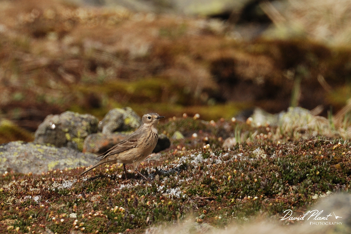 David Plant Photography - Wildlife Photographer - American pipit - C.jpg - American pipit - Mount Washington, NH
