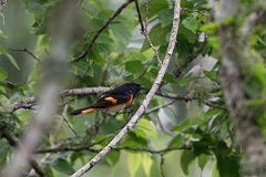 DPPhotography - Texas - American redstart - A