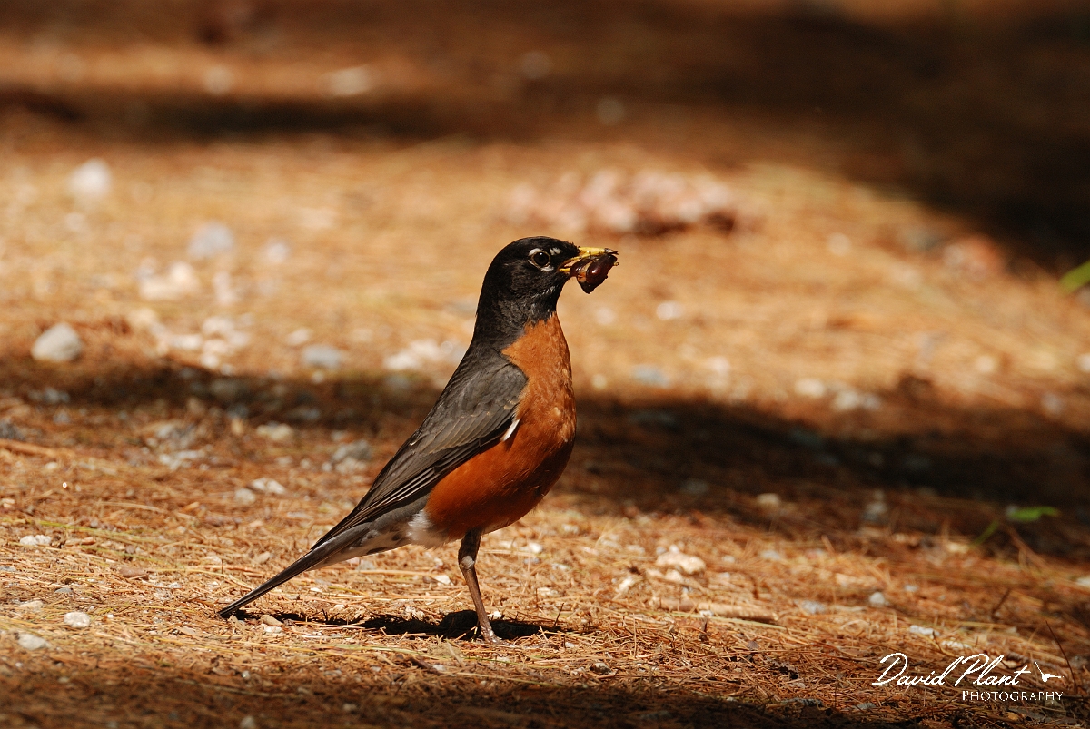 David Plant Photography - Wildlife Photographer - American robin - A.jpg - American robin carrying food - White Mountains National Forest, ME