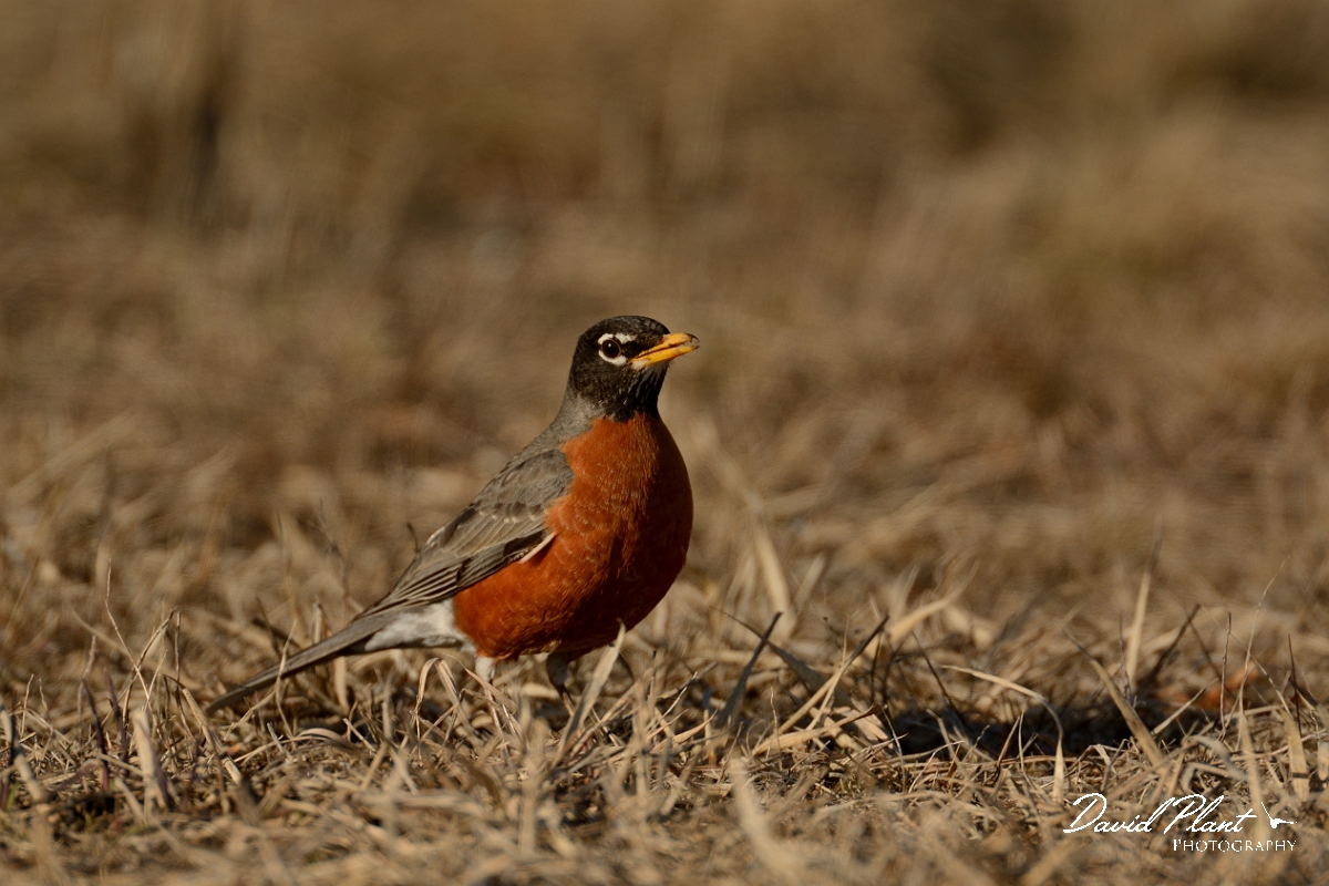 David Plant Photography - Wildlife Photography - American robin - B.jpg - American robin - Ipswich River WR, MA
