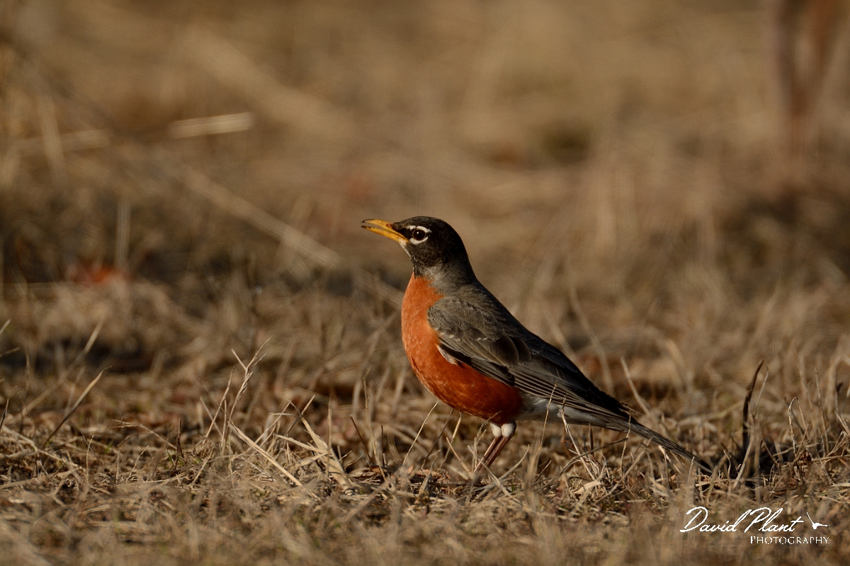 David Plant Photography - Wildlife Photography - American robin - C.jpg - American robin - Ipswich River WR, MA