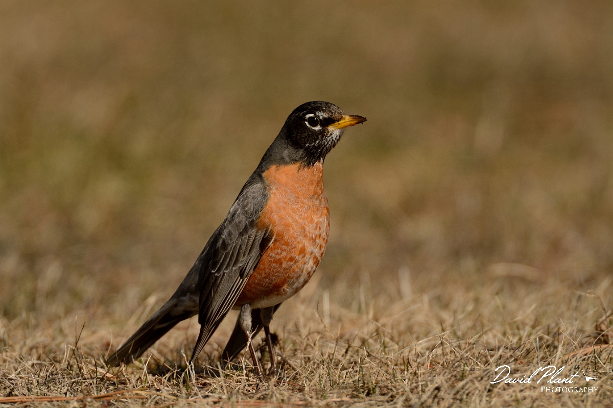 David Plant Photography - Wildlife Photography - American robin - D.jpg - American robin - Salisbury Beach, MA