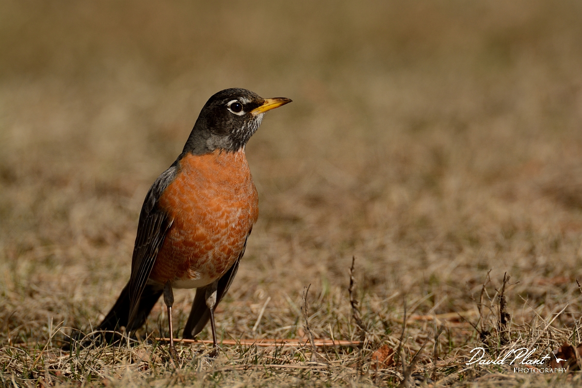 David Plant Photography - Wildlife Photography - American robin - E.jpg - American robin - Salisbury Beach, MA