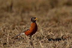 David Plant Photography - Wildlife Photography - American robin - B