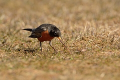 David Plant Photography - Wildlife Photography - American robin - F