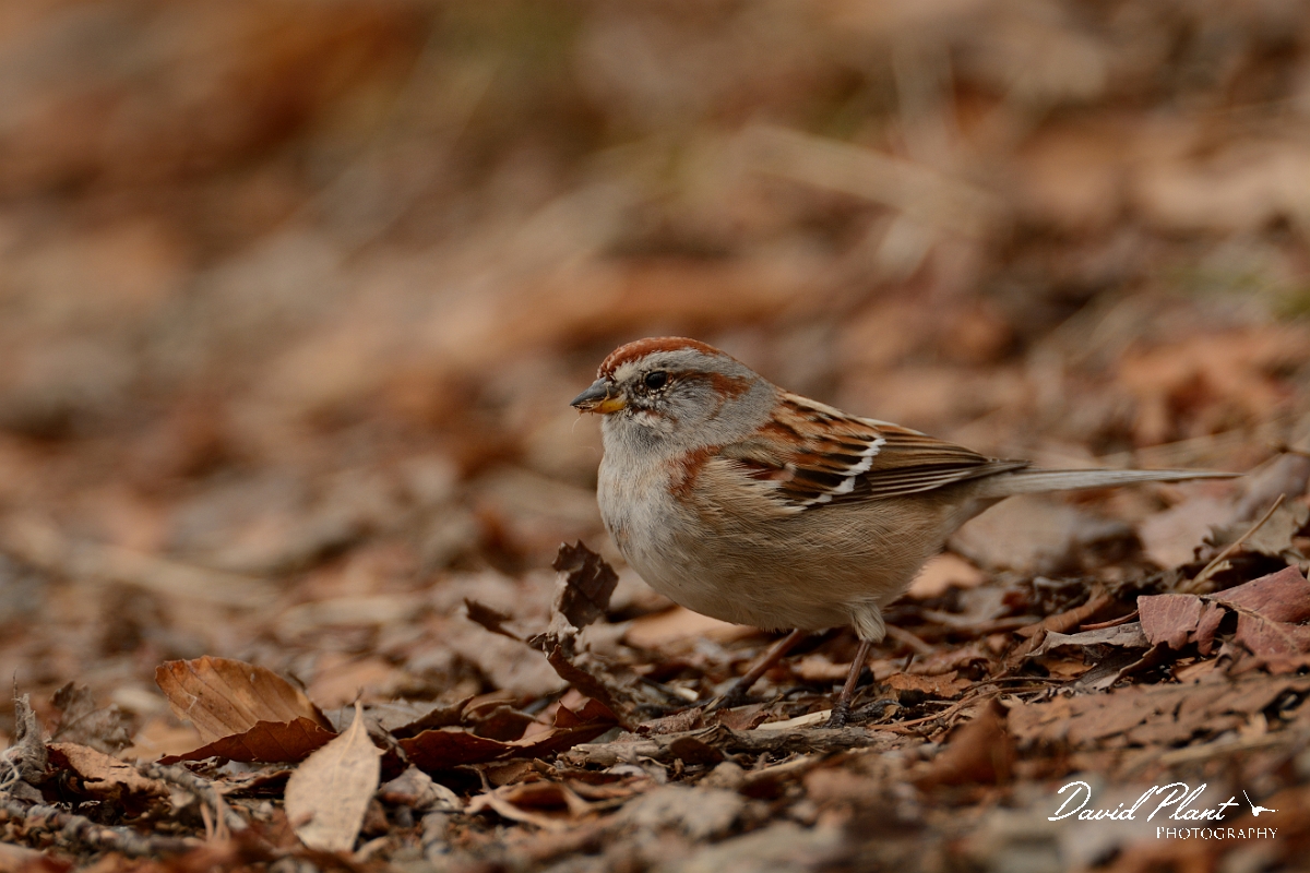 David Plant Photography - Wildlife Photography - American tree sparrow - C.jpg - American tree sparrow - Ipswich River WR, MA