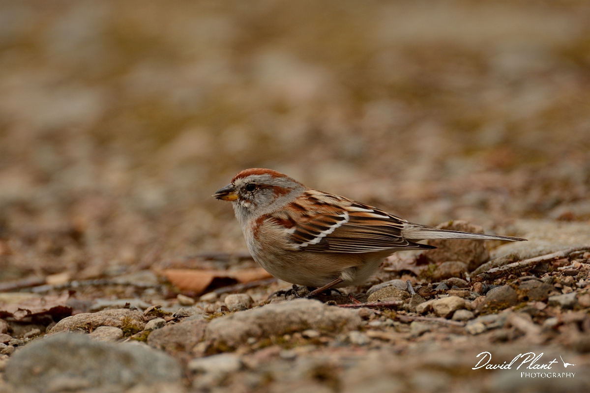 David Plant Photography - Wildlife Photography - American tree sparrow - E.jpg - American tree sparrow - Ipswich River WR, MA
