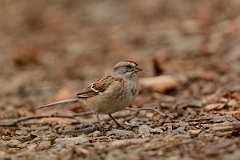 David Plant Photography - Wildlife Photography - American tree sparrow - B