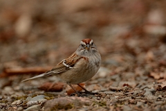 David Plant Photography - Wildlife Photography - American tree sparrow - D
