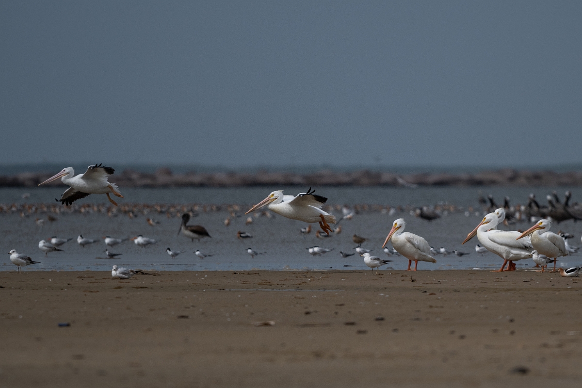 DPPhotography - Texas - American white pelican - A.jpg - American white pelican - Bolivar Flats, Bolivar Peninsula, Texas