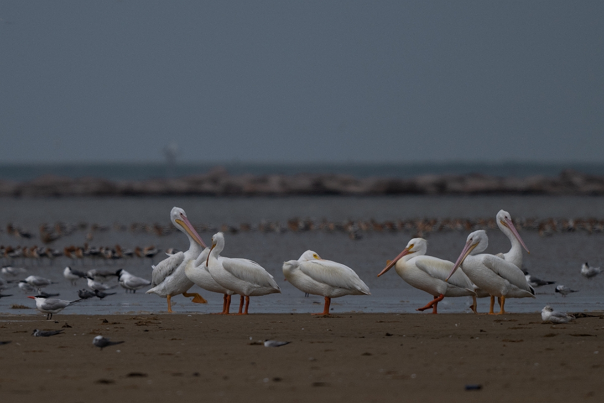 DPPhotography - Texas - American white pelican - B.jpg - American white pelican - Bolivar Flats, Bolivar Peninsula, Texas