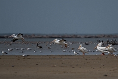 DPPhotography - Texas - American white pelican - A