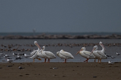 DPPhotography - Texas - American white pelican - B