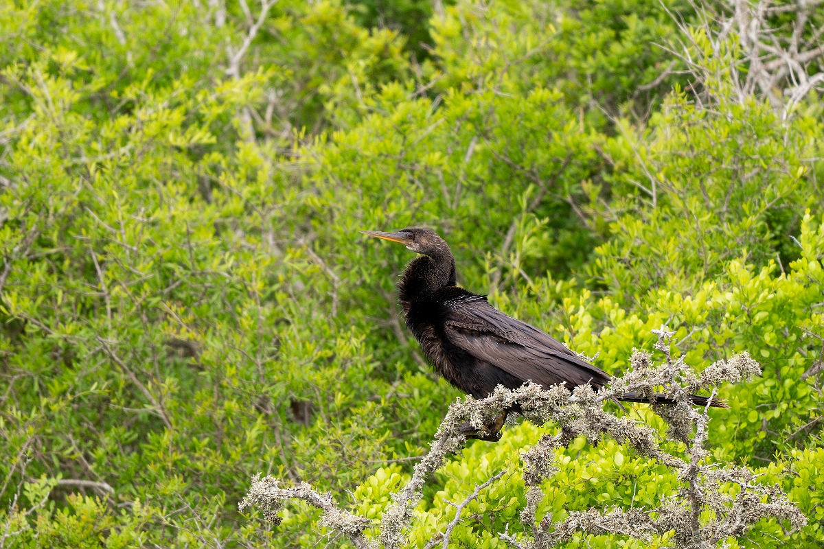 DPPhotography - Texas - Anhinga - A.jpg - Anhinga - Aransas NWR, Texas