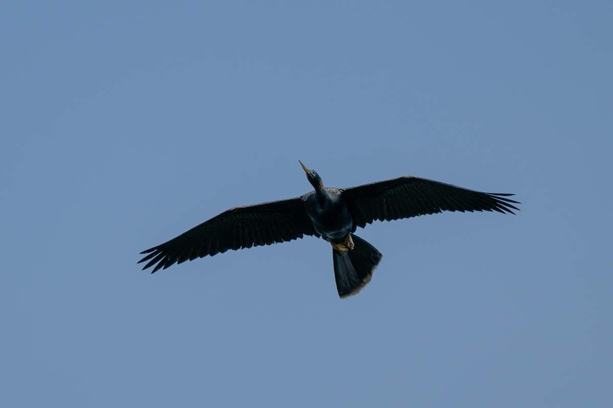 DPPhotography - Texas - Anhinga - B.jpg - Anhinga, male - Smith Oaks, High Island, Texas