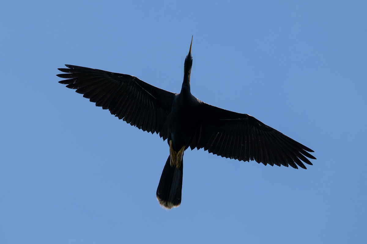 DPPhotography - Texas - Anhinga - C.jpg - Anhinga, male - Smith Oaks, High Island, Texas