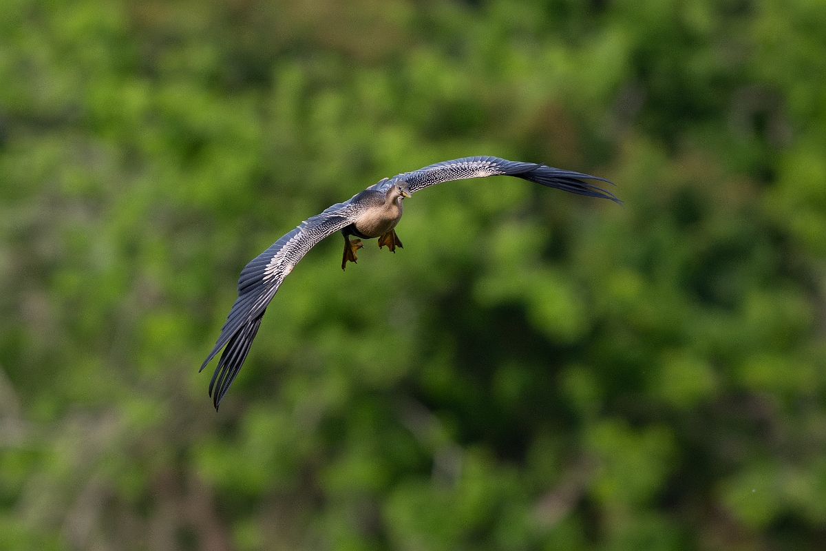 DPPhotography - Texas - Anhinga - D.jpg - Anhinga, female- Smith Oaks, High Island, Texas