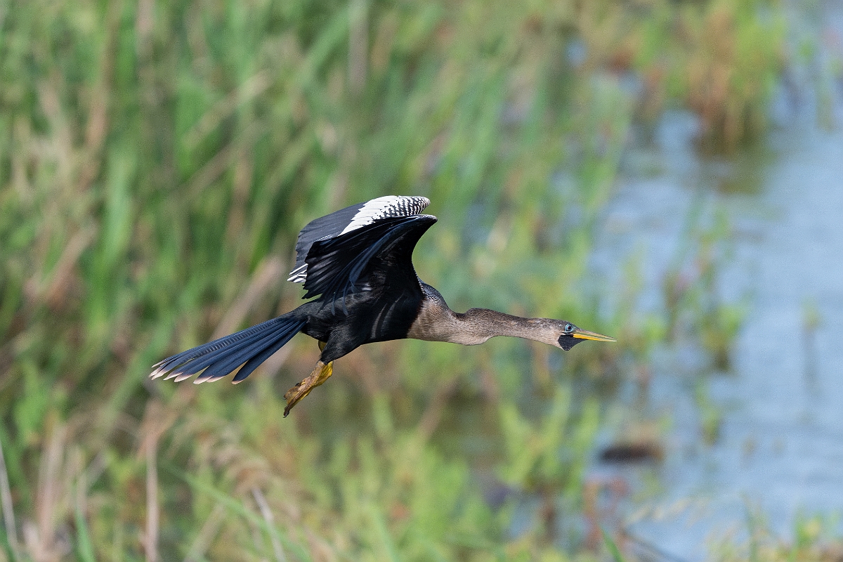 DPPhotography - Texas - Anhinga - E.jpg - Anhinga, female - Smith Oaks, High Island, Texas