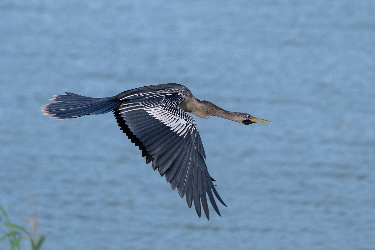 DPPhotography - Texas - Anhinga - F.jpg - Anhinga, female - Smith Oaks, High Island, Texas