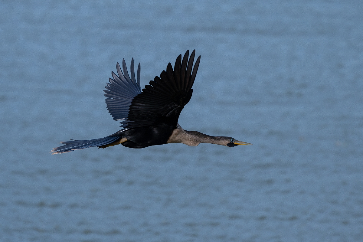 DPPhotography - Texas - Anhinga - G.jpg - Anhinga, female - Smith Oaks, High Island, Texas
