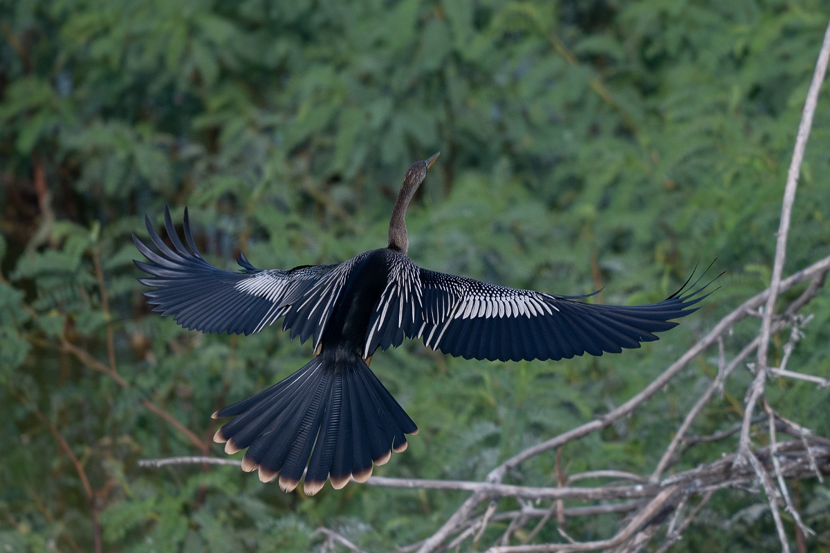 DPPhotography - Texas - Anhinga - H.jpg - Anhinga, female - Smith Oaks, High Island, Texas