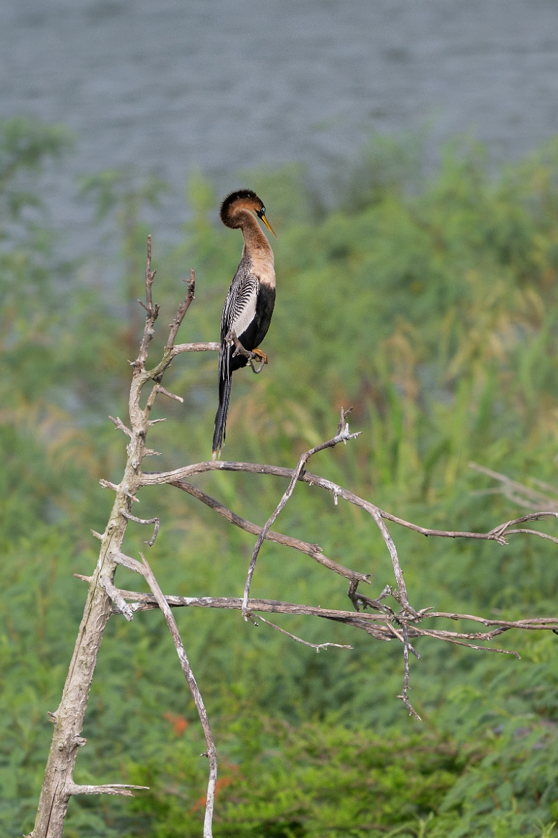 DPPhotography - Texas - Anhinga - I.jpg - Anhinga, female - Smith Oaks, High Island, Texas