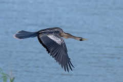 DPPhotography - Texas - Anhinga - F