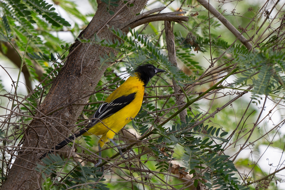DPPhotography - Texas - Audubon's oriole - A.jpg - Audubon's oriole - National Butterfly Center, Texas