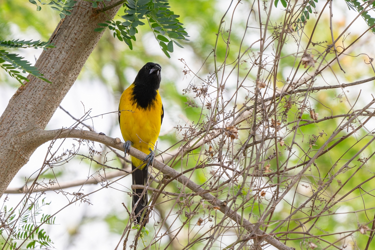 DPPhotography - Texas - Audubon's oriole - D.jpg - Audubon's oriole - National Butterfly Center, Texas