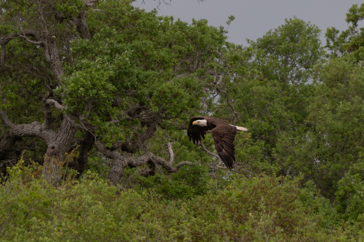 DPPhotography - Texas - Bald eagle - A.jpg - Bald eagle - Aransas NWR, Texas