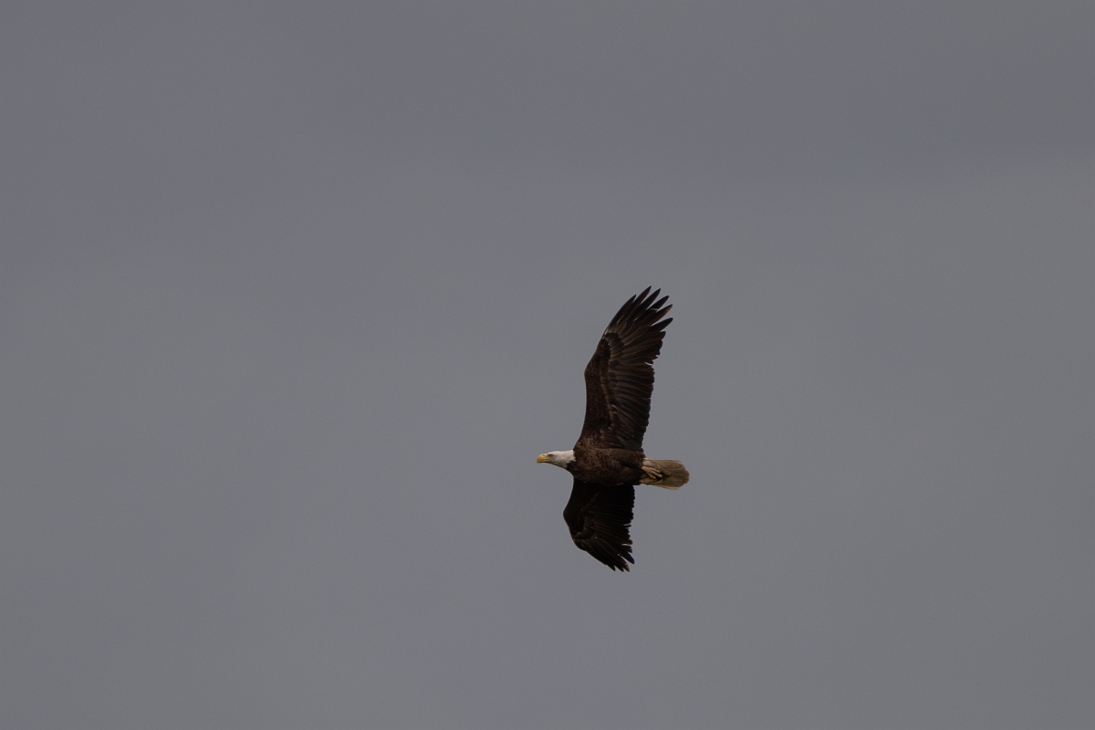 DPPhotography - Texas - Bald eagle - B.jpg - Bald eagle - Aransas NWR, Texas