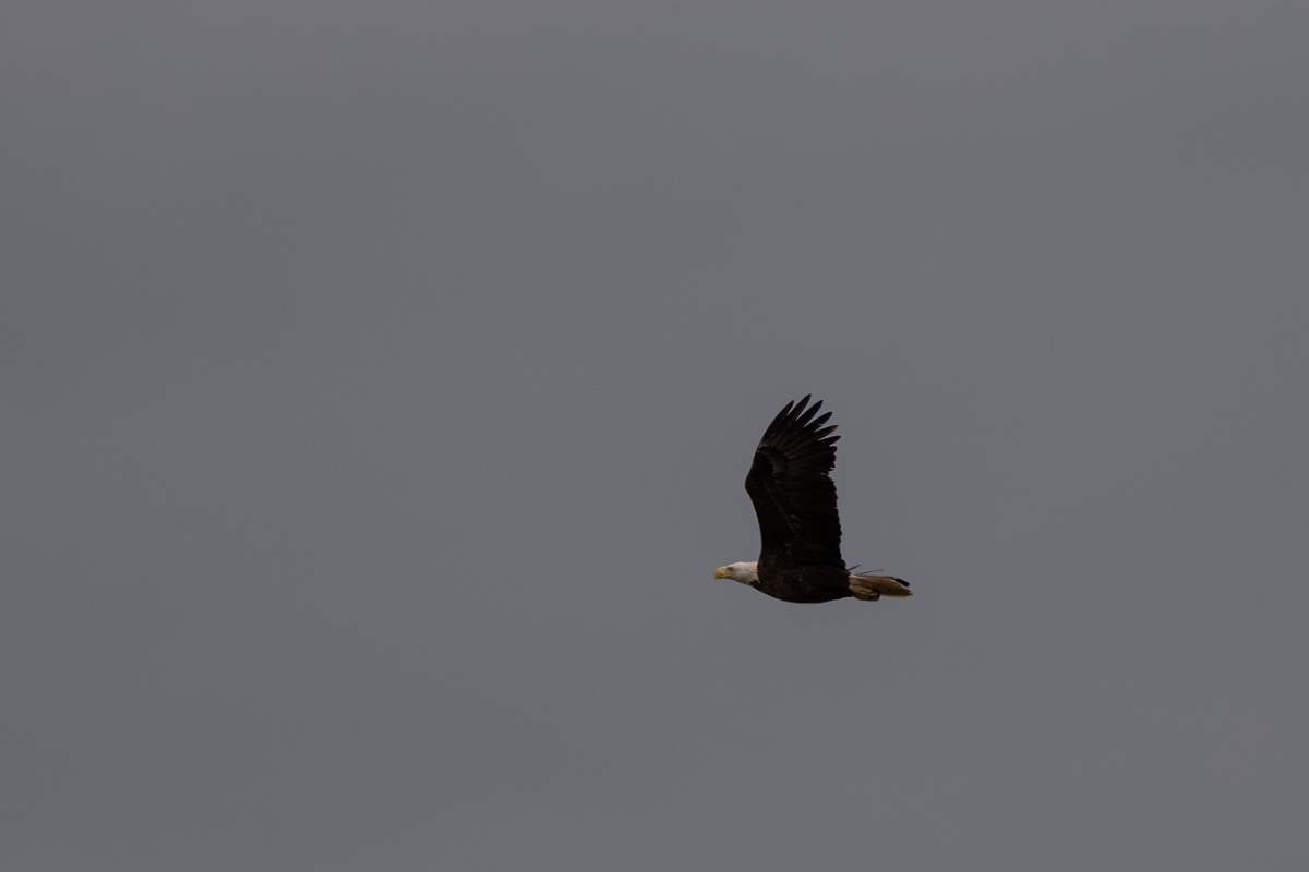 DPPhotography - Texas - Bald eagle - C.jpg - Bald eagle - Aransas NWR, Texas