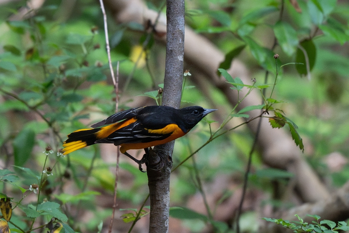 DPPhotography - Texas - Baltimore oriole - A.jpg - Baltimore oriole - Smith Oaks, High Island, Texas