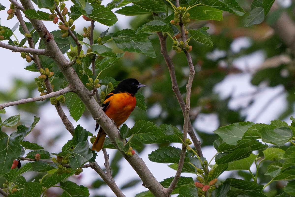 DPPhotography - Texas - Baltimore oriole - B.jpg - Baltimore oriole - Smith Oaks, High Island, Texas