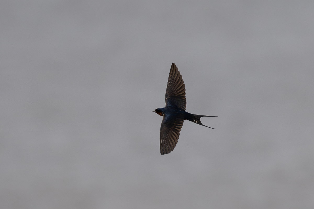 DPPhotography - Texas - Barn swallow - A.jpg - Barn swallow - Yacht Basin Road, Bolivar Peninsula, Texas