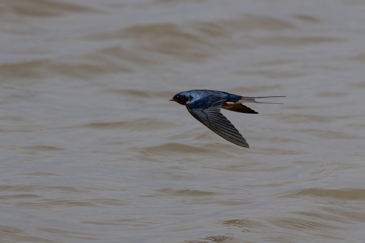 DPPhotography - Texas - Barn swallow - C.jpg - Barn swallow - Yacht Basin Road, Bolivar Peninsula, Texas