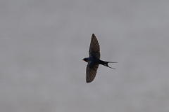 DPPhotography - Texas - Barn swallow - A