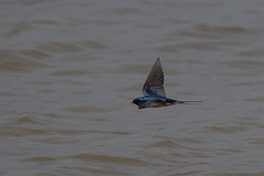 DPPhotography - Texas - Barn swallow - B