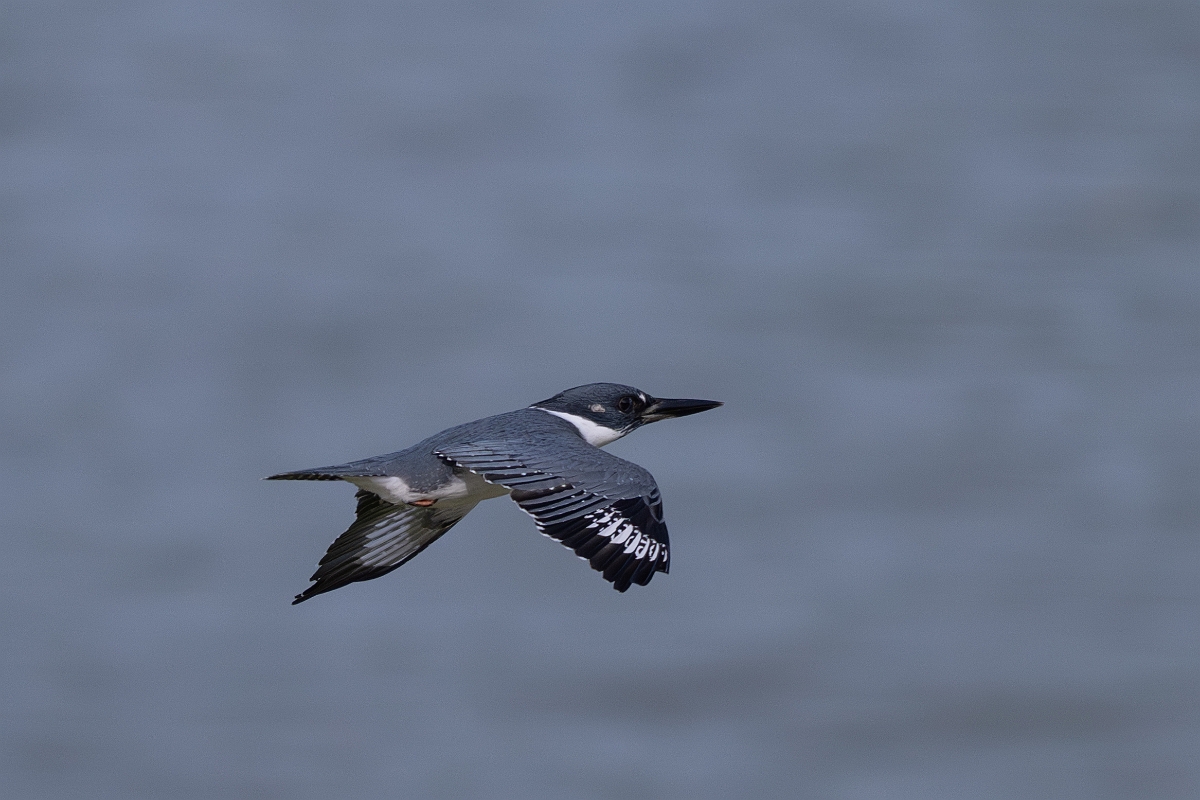 DPPhotography - Texas - Belted kingfisher - B.jpg - Belted kingfisher - Smith Oaks, High Island, Texas
