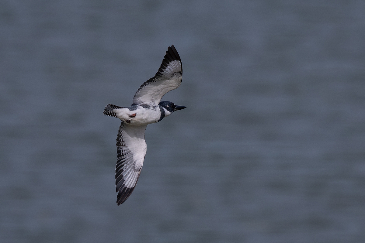 DPPhotography - Texas - Belted kingfisher - C.jpg - Belted kingfisher - Smith Oaks, High Island, Texas