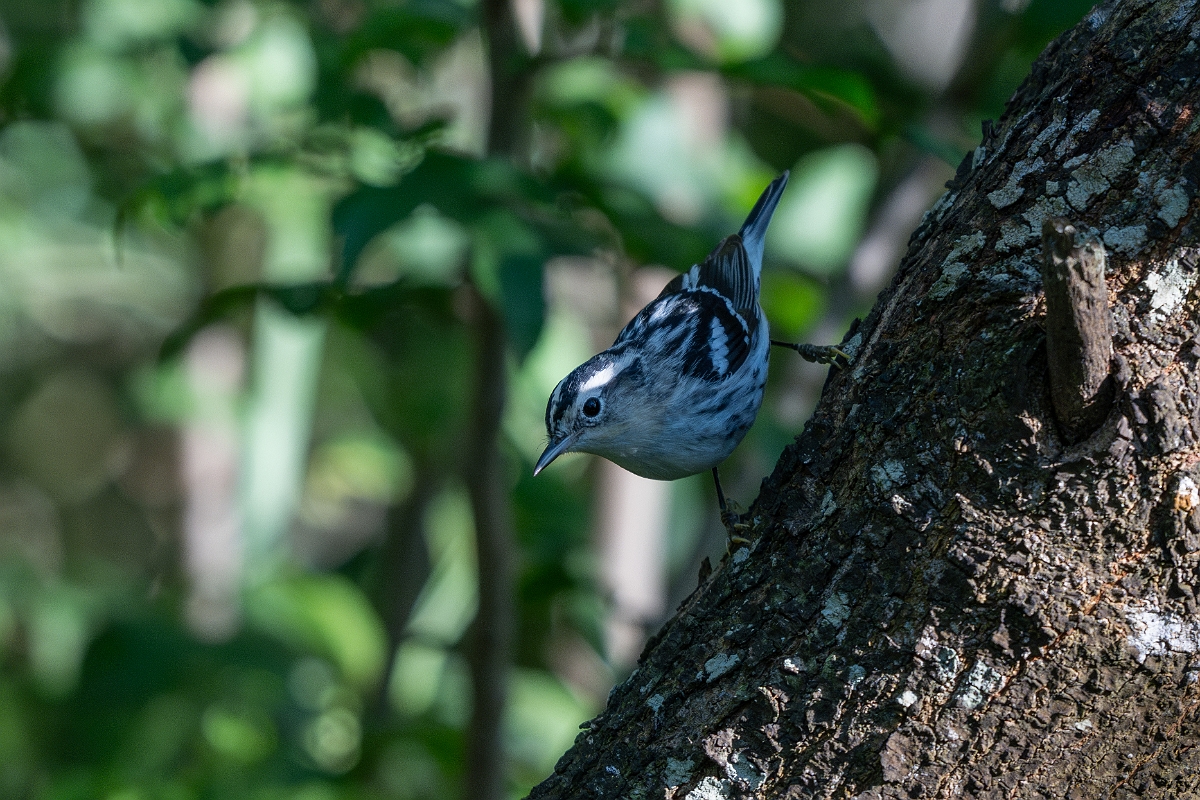 DPPhotography - Texas - Black and white warbler - A.jpg - Black and white warbler - South Padre Island, Texas